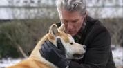 忠犬八公的故事下载,风雨相伴,永恒的忠诚守候